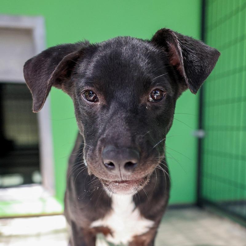 Pablo, Adoptable, Young Male Mixed Breed.