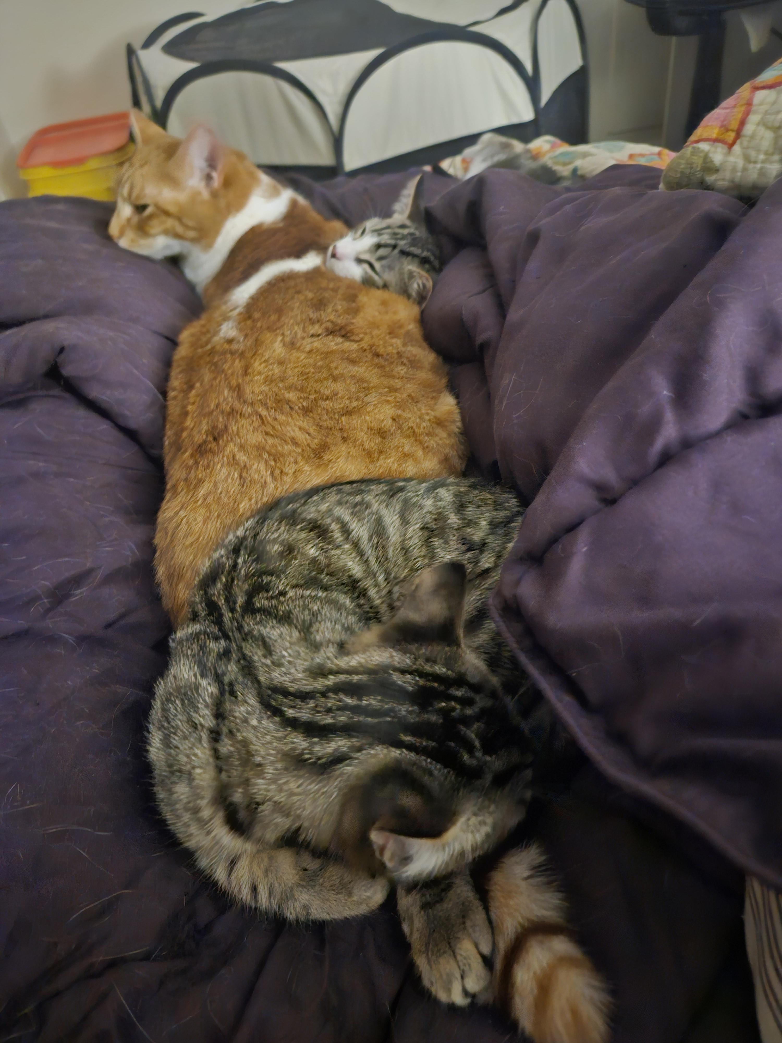 Enlarge Maple and Pancake , a ADOPTABLE Domestic Short Hair in Melbourne, FL image 3/4