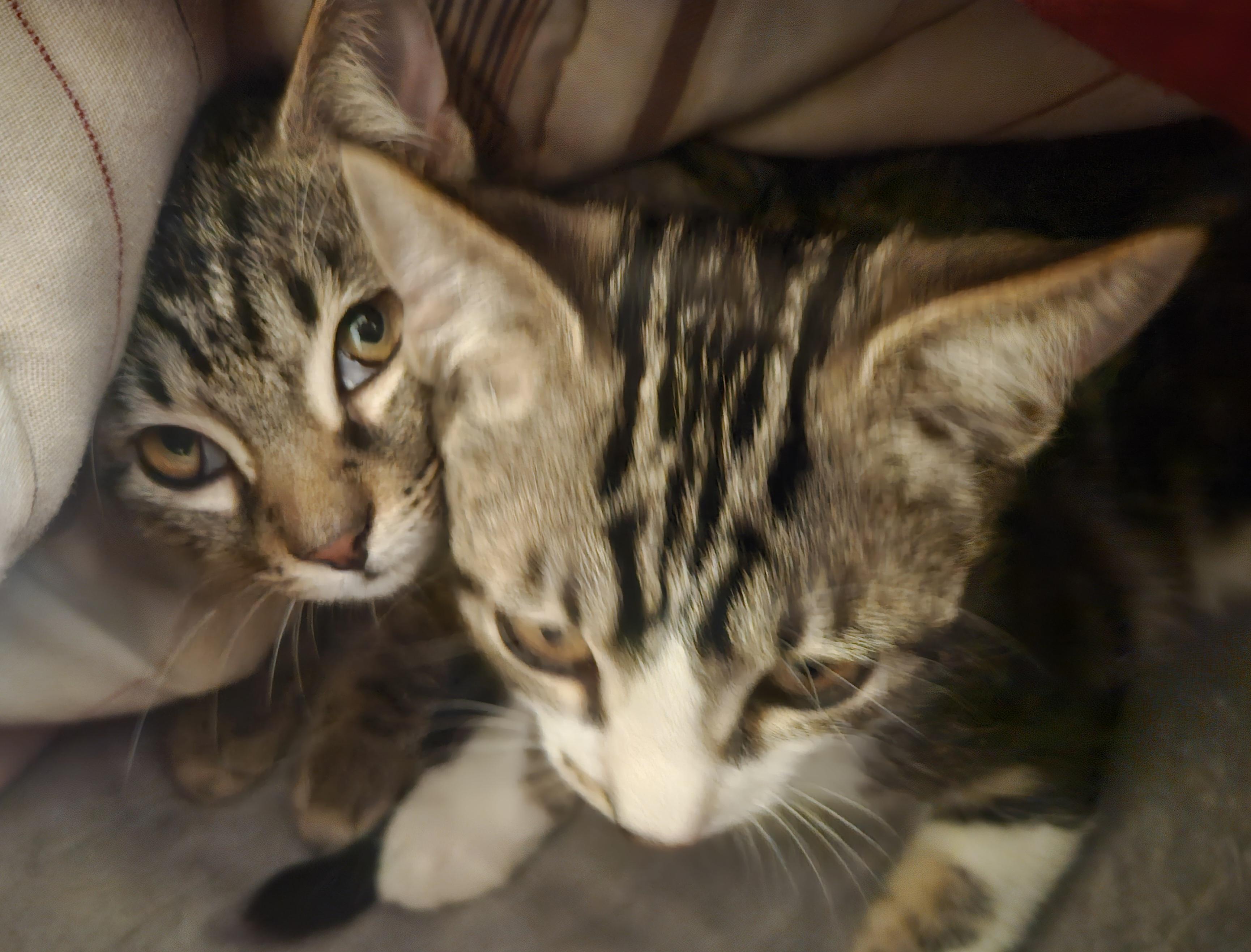 Enlarge Maple and Pancake , a ADOPTABLE Domestic Short Hair in Melbourne, FL image 2/4