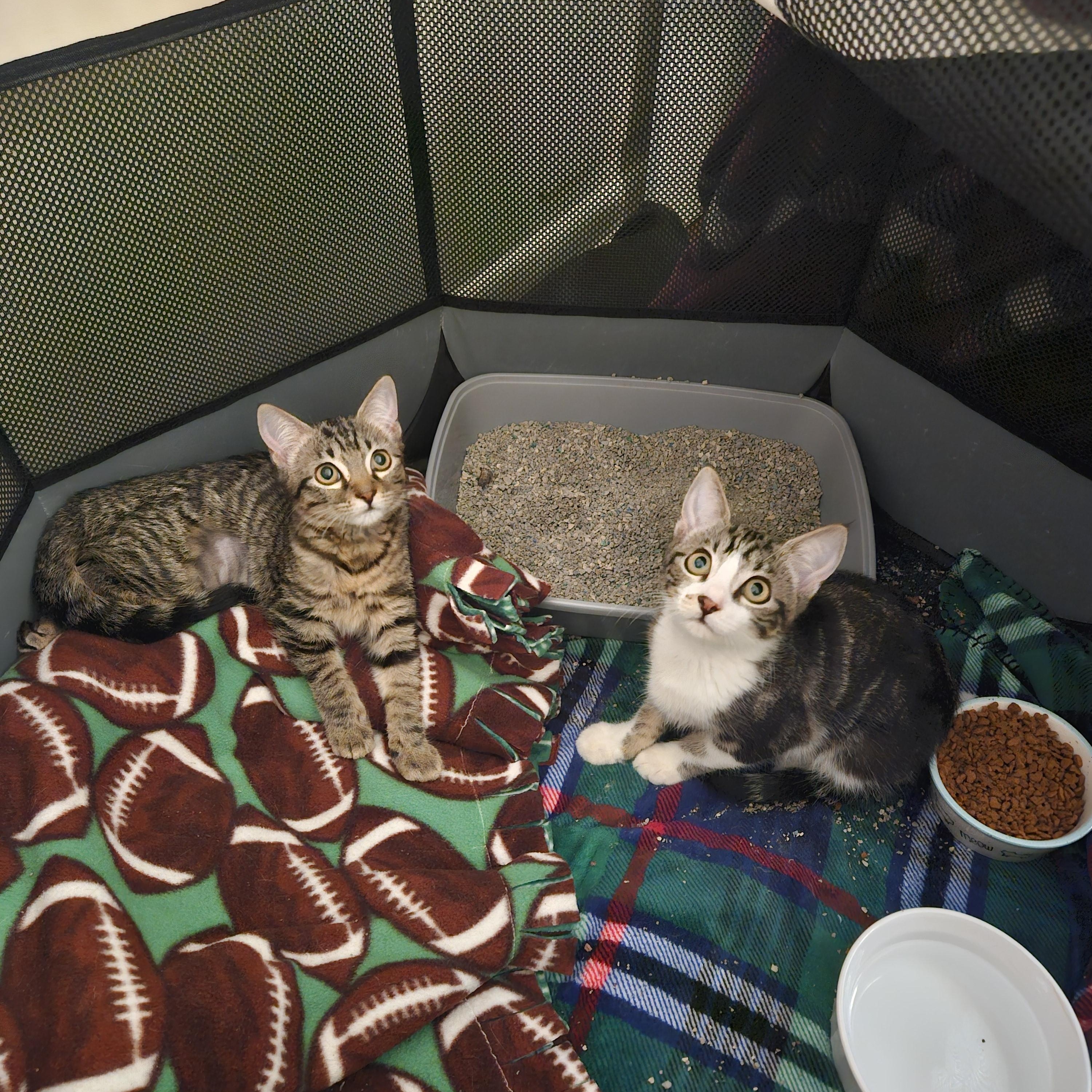 Enlarge Maple and Pancake , a ADOPTABLE Domestic Short Hair in Melbourne, FL image 1/4