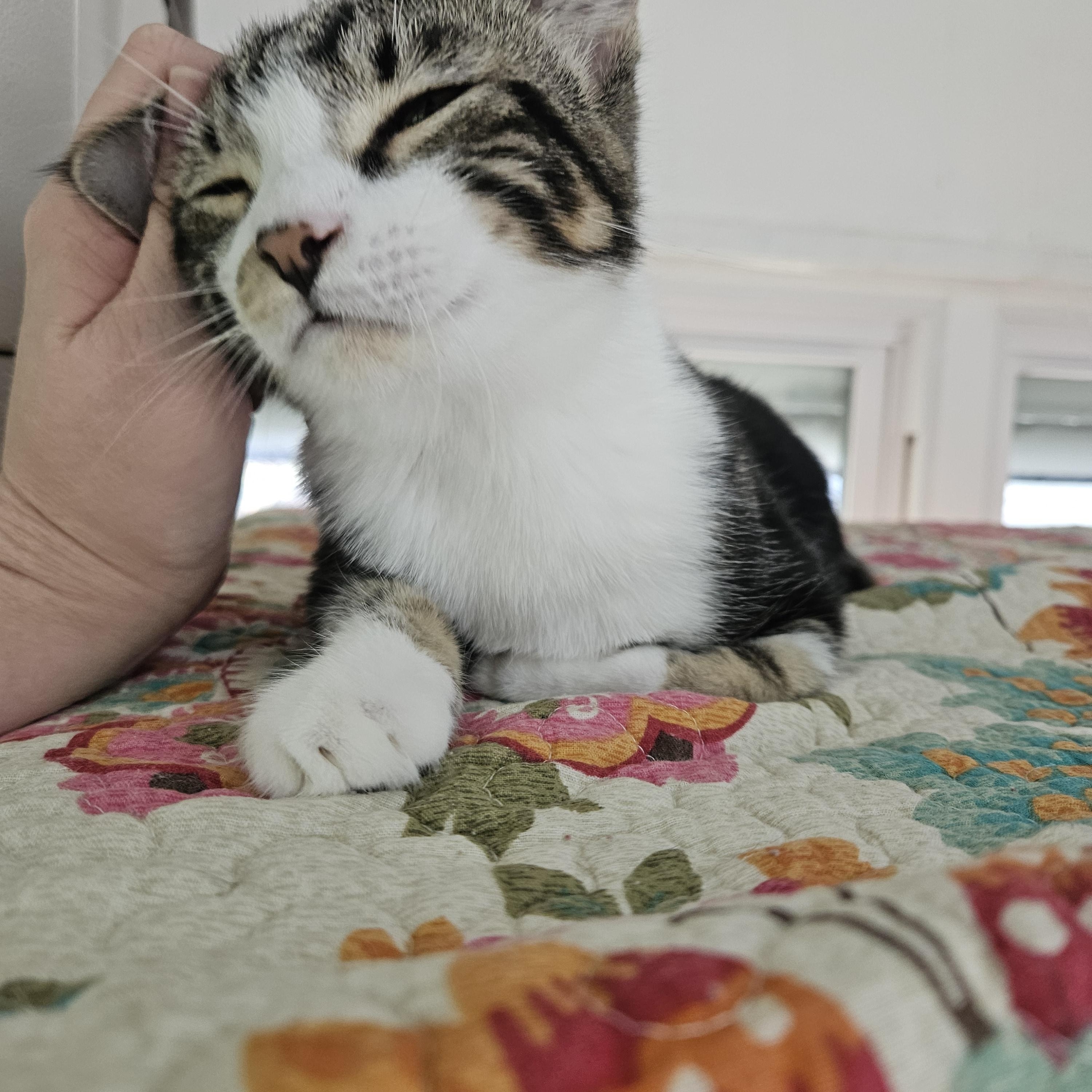 Enlarge Maple and Pancake , a ADOPTABLE Domestic Short Hair in Melbourne, FL image 3/4