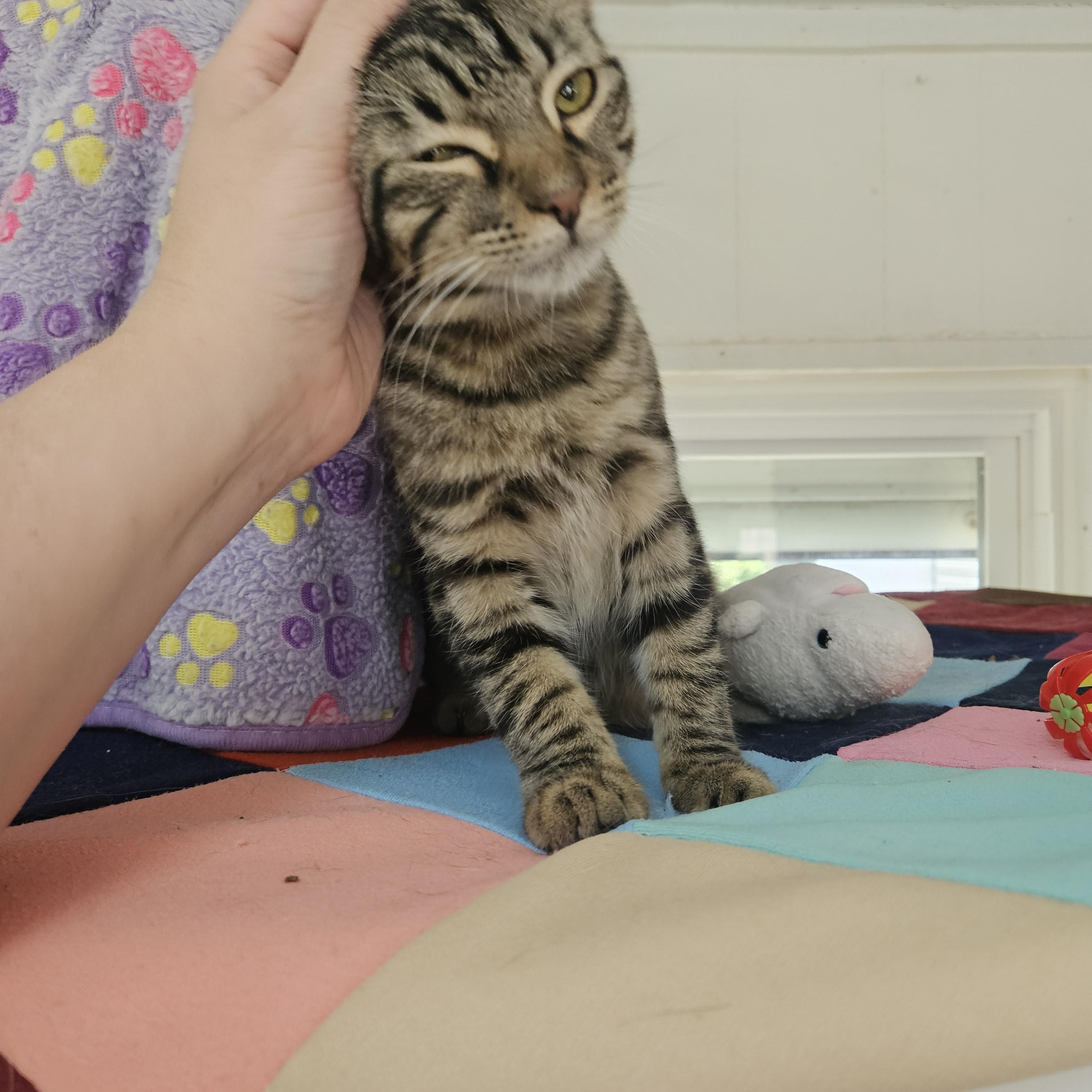 Enlarge Maple and Pancake , a ADOPTABLE Domestic Short Hair in Melbourne, FL image 4/4