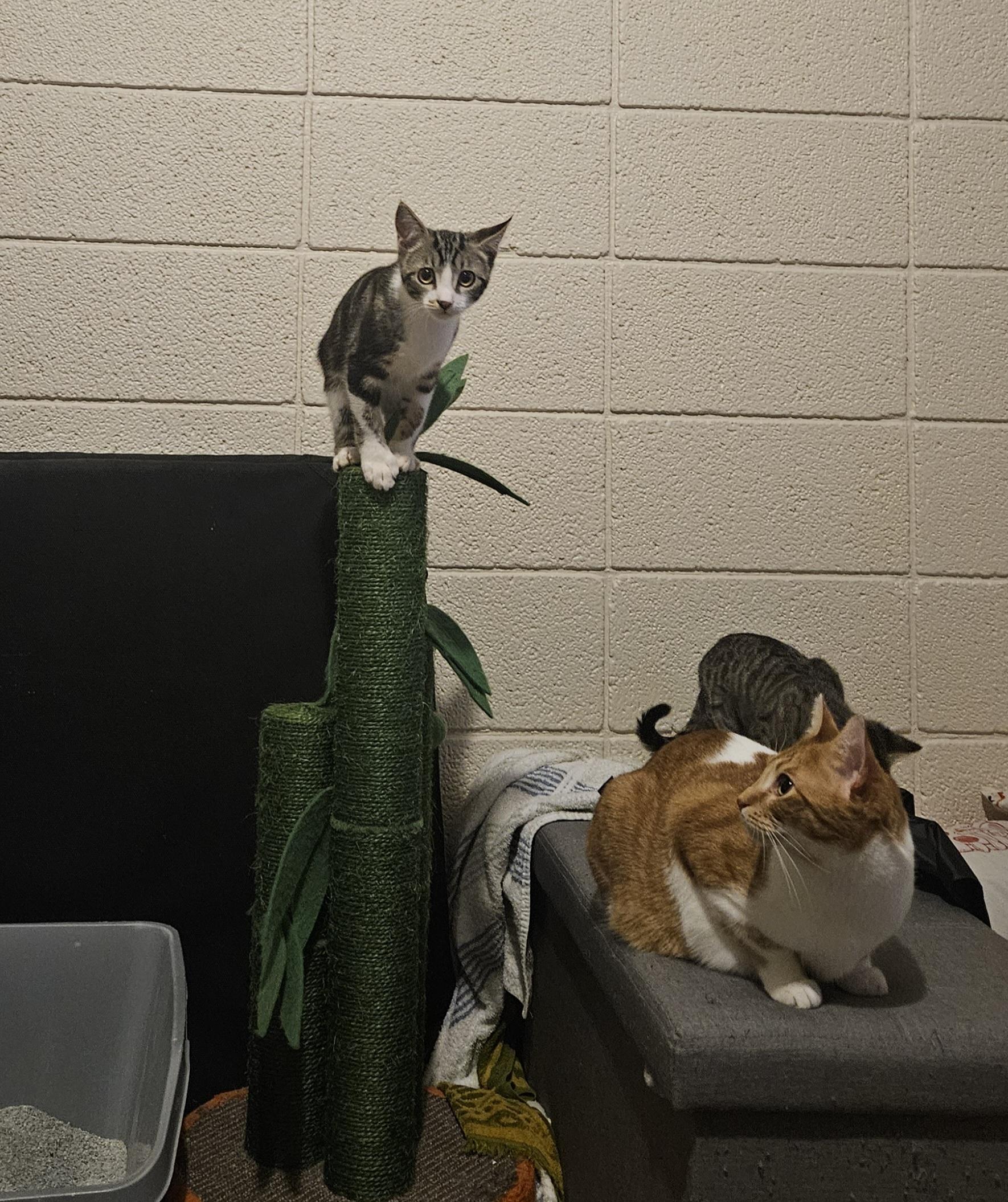 Enlarge Maple and Pancake , a ADOPTABLE Domestic Short Hair in Melbourne, FL image 4/4