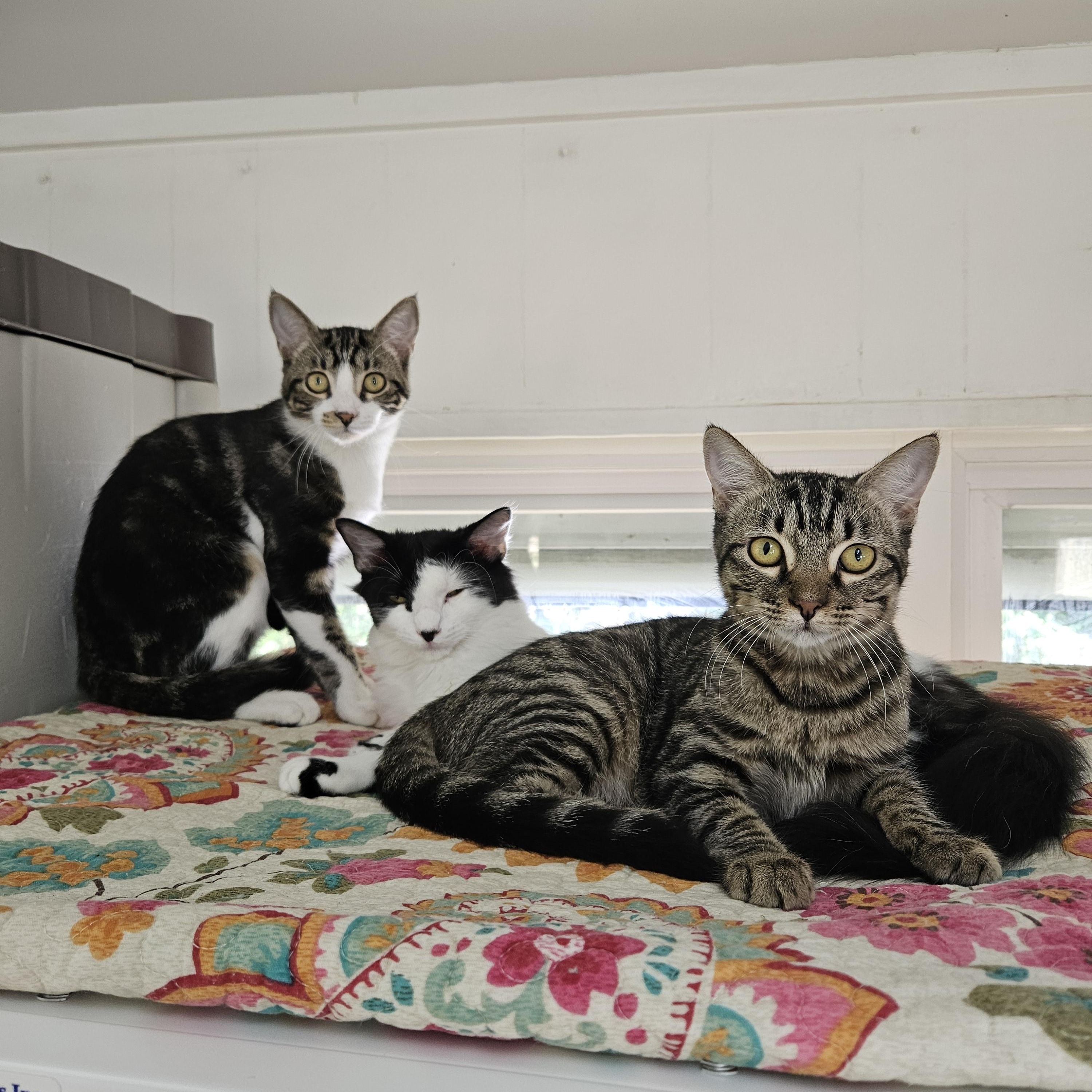 Enlarge Maple and Pancake , a ADOPTABLE Domestic Short Hair in Melbourne, FL image 1/4