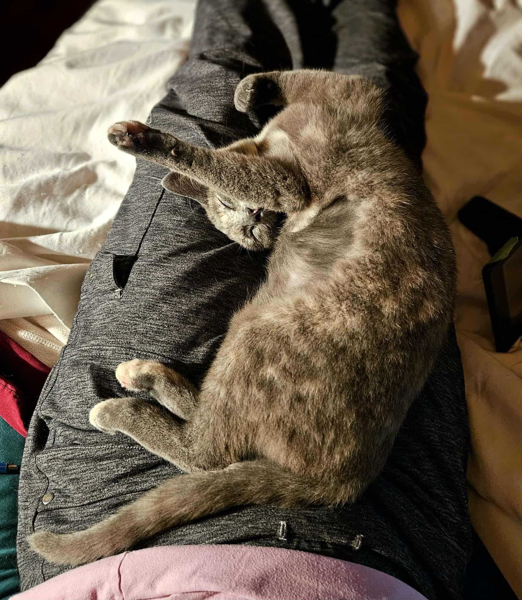 Enlarge Shimmy, a Adopted Tortoiseshell in Elk Grove, CA image 4/4