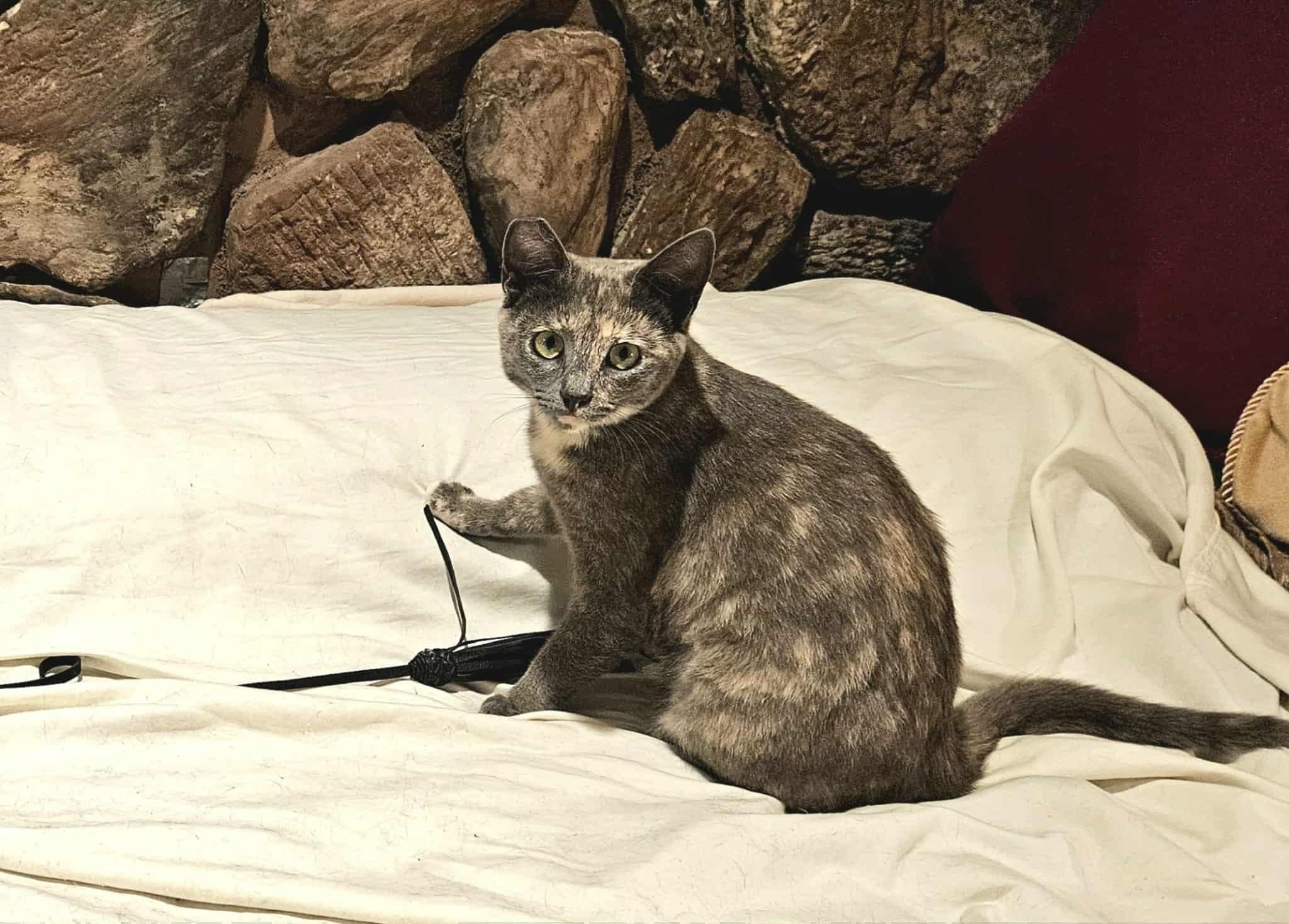 Enlarge Shimmy, a Adopted Tortoiseshell in Elk Grove, CA image 2/4