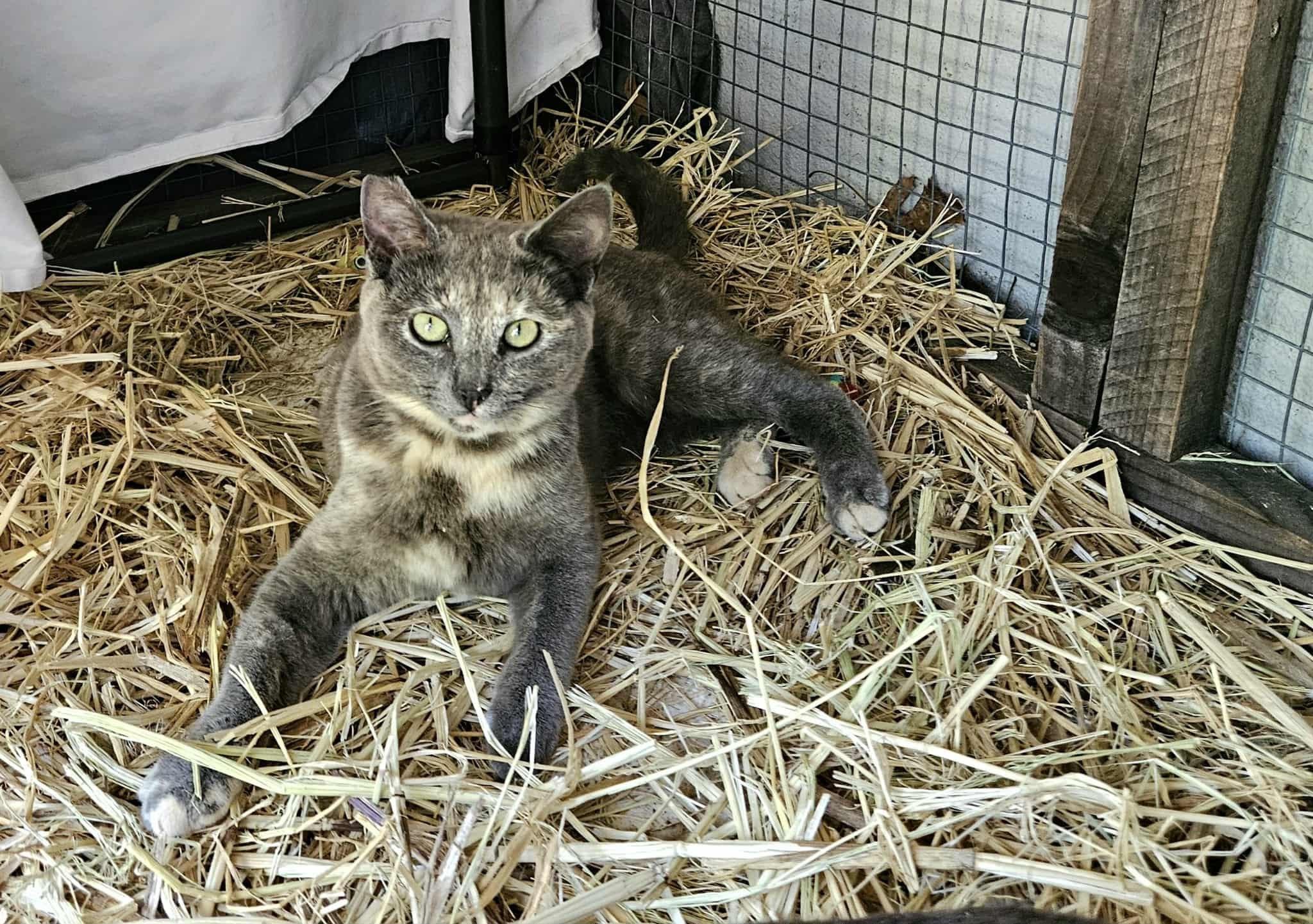 Enlarge Shimmy, a Adopted Tortoiseshell in Elk Grove, CA image 1/4