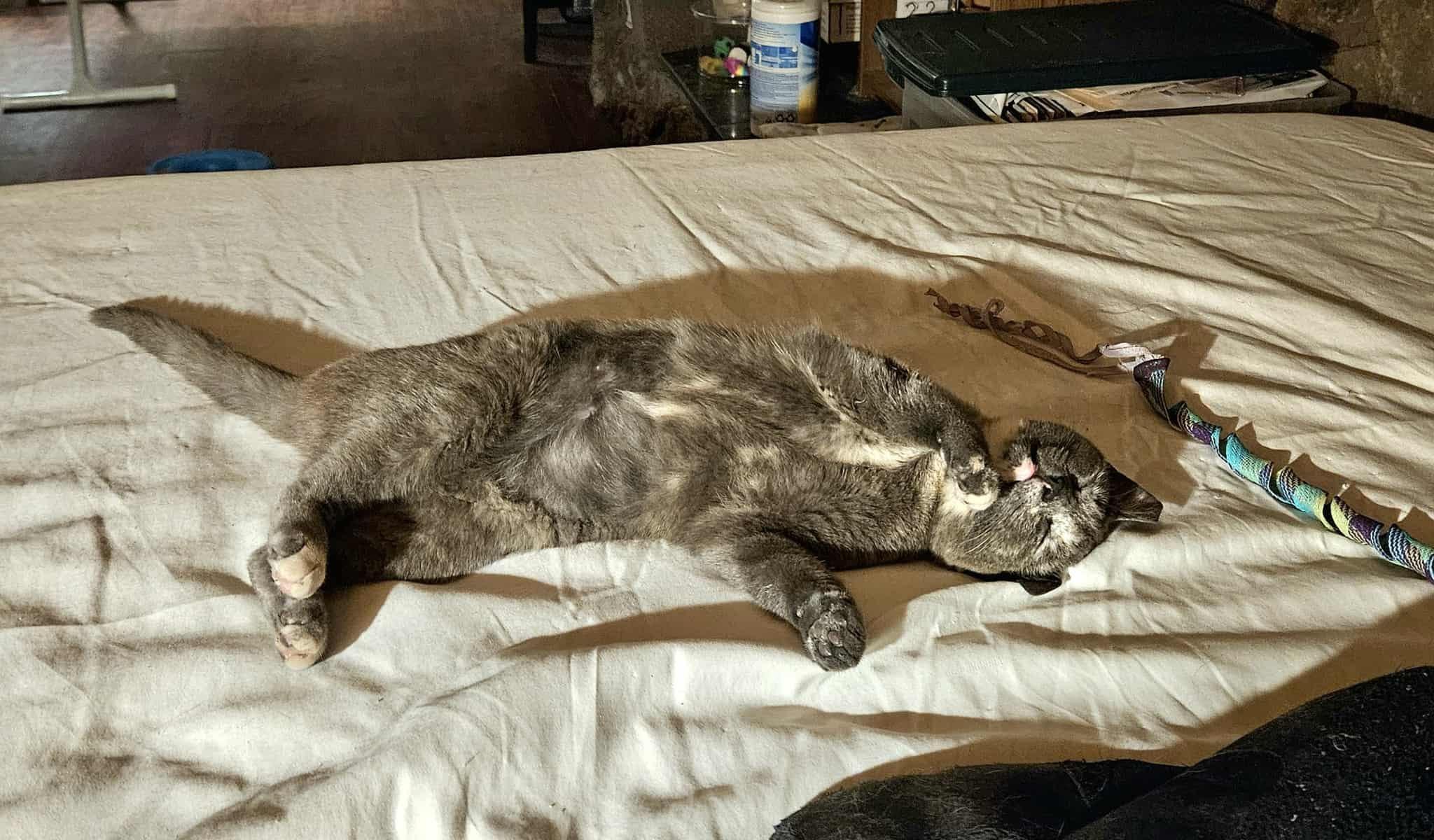 Enlarge Shimmy, a Adopted Tortoiseshell in Elk Grove, CA image 3/4