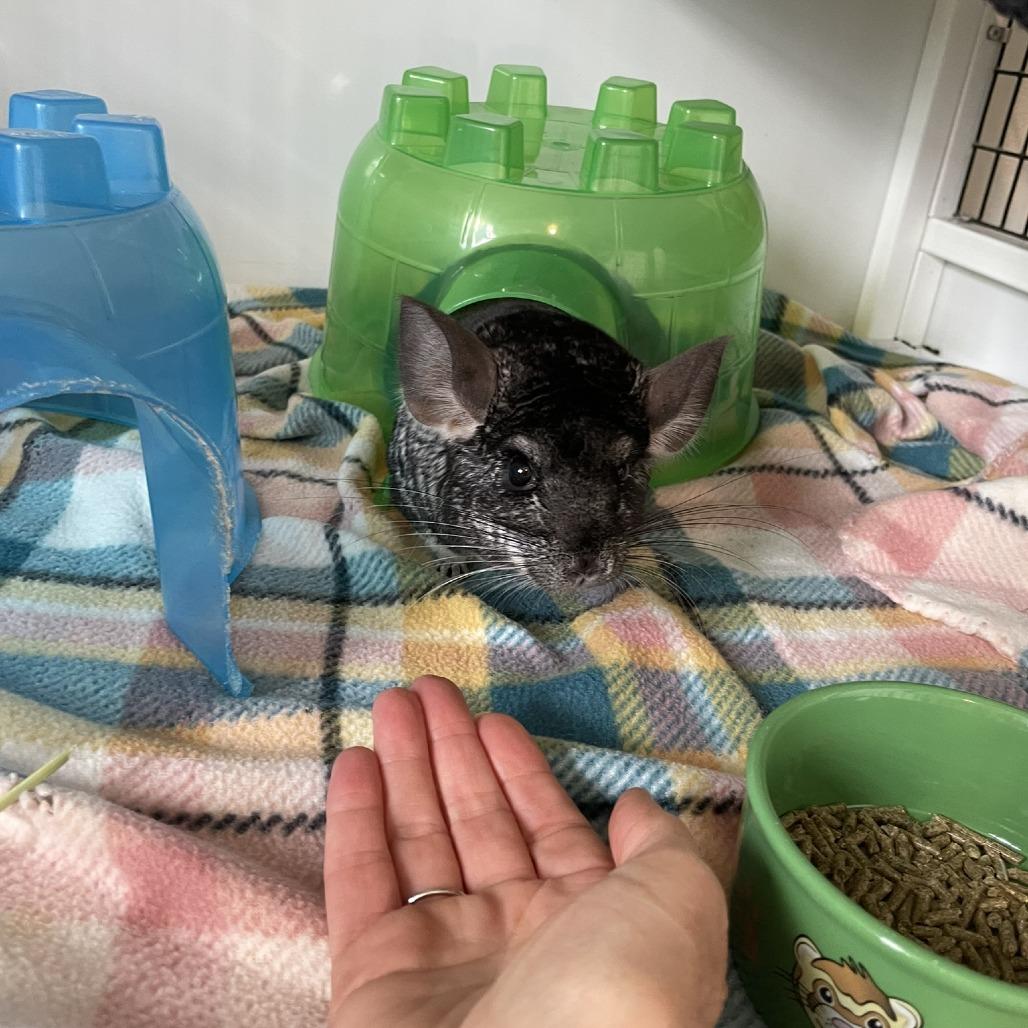 Enlarge Griffin with Artemis, a Adoptable Chinchilla in Manchester, CT image 1/3