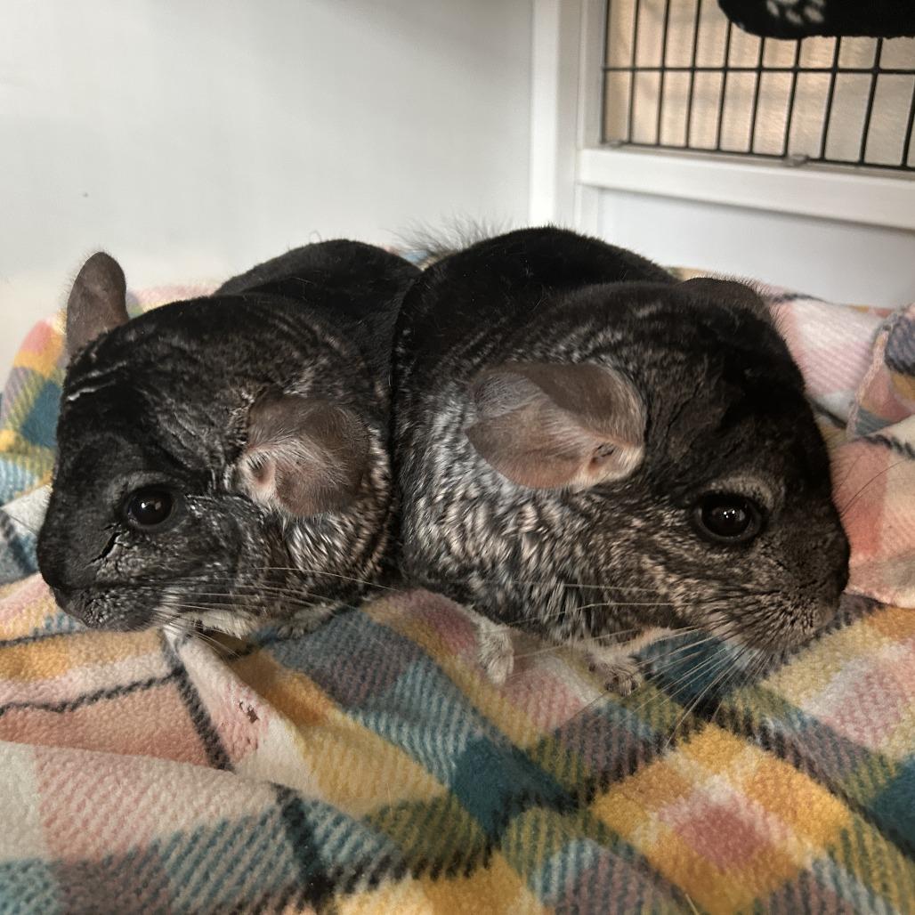 Enlarge Griffin with Artemis, a Adoptable Chinchilla in Manchester, CT image 2/3
