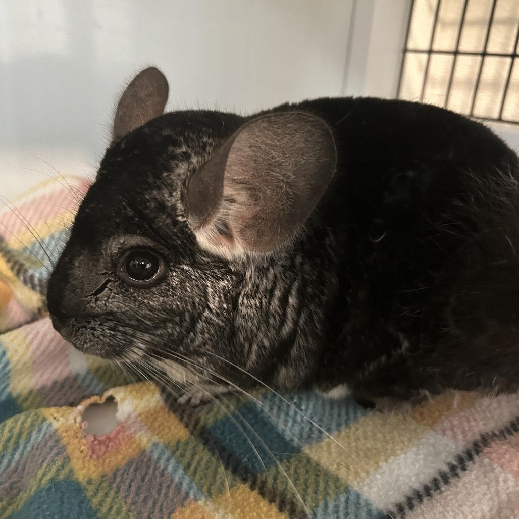 Enlarge Griffin with Artemis, a Adoptable Chinchilla in Manchester, CT image 3/3