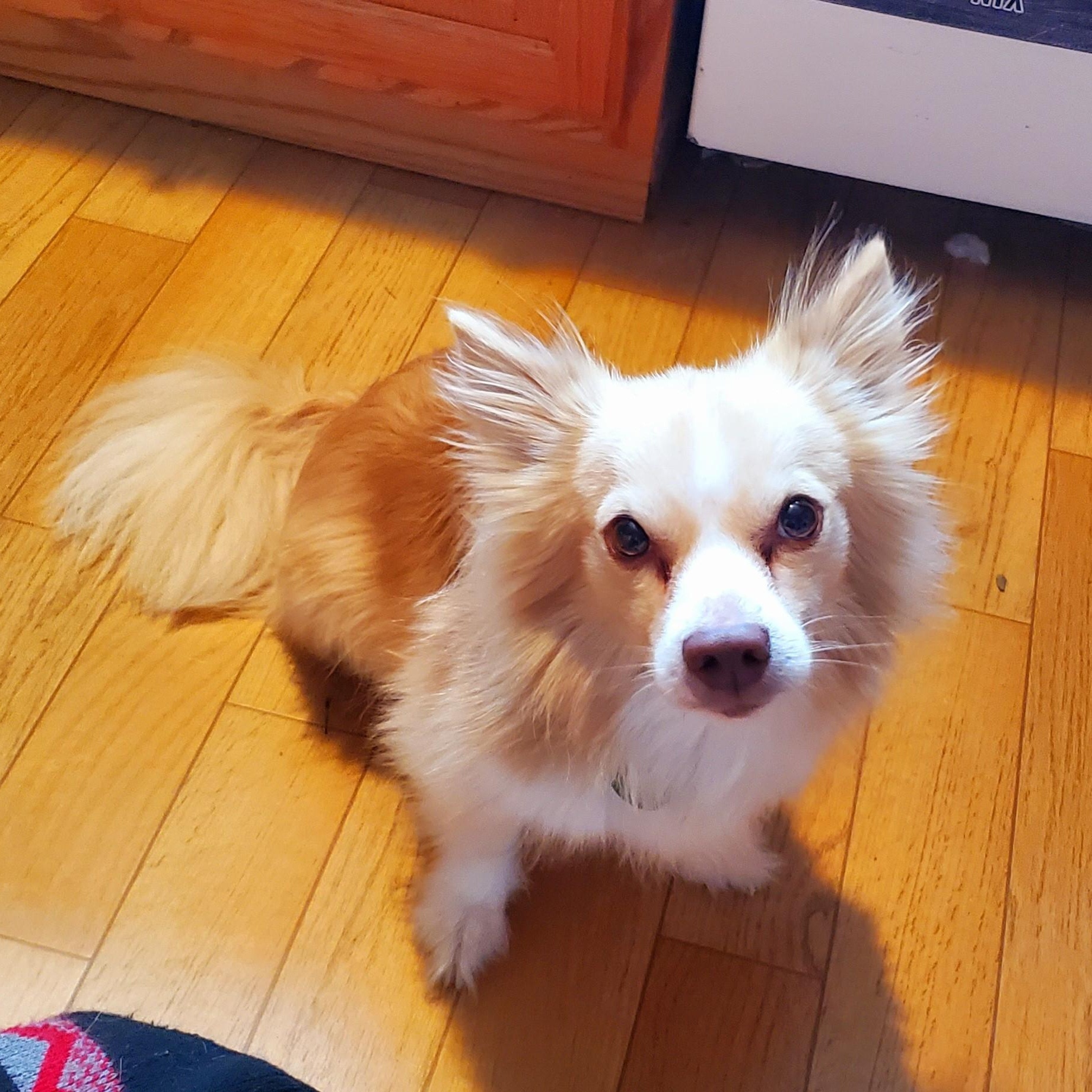 Puma, Adoptable, Young Male Pomeranian & Chihuahua.