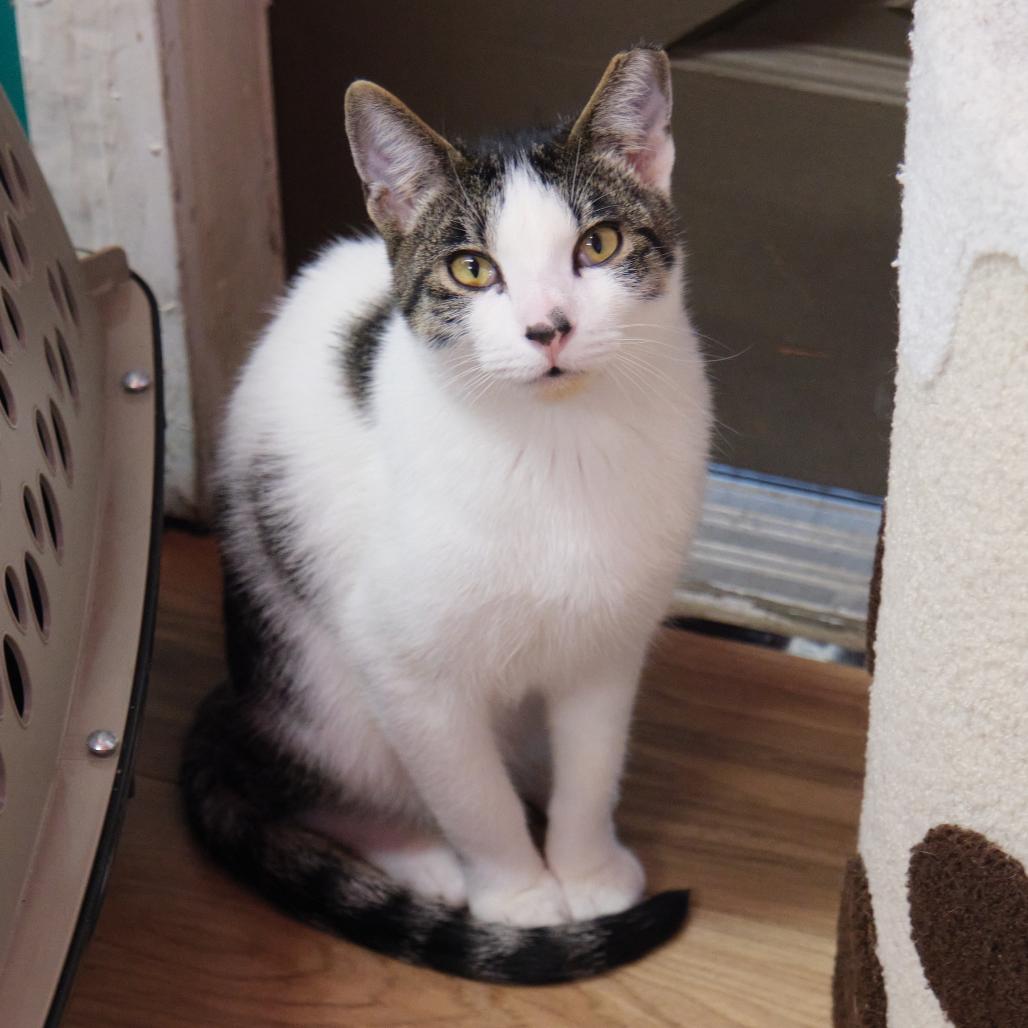 Enlarge Miso, a Adoptable Domestic Short Hair in Morgan Hill, CA image 1/1