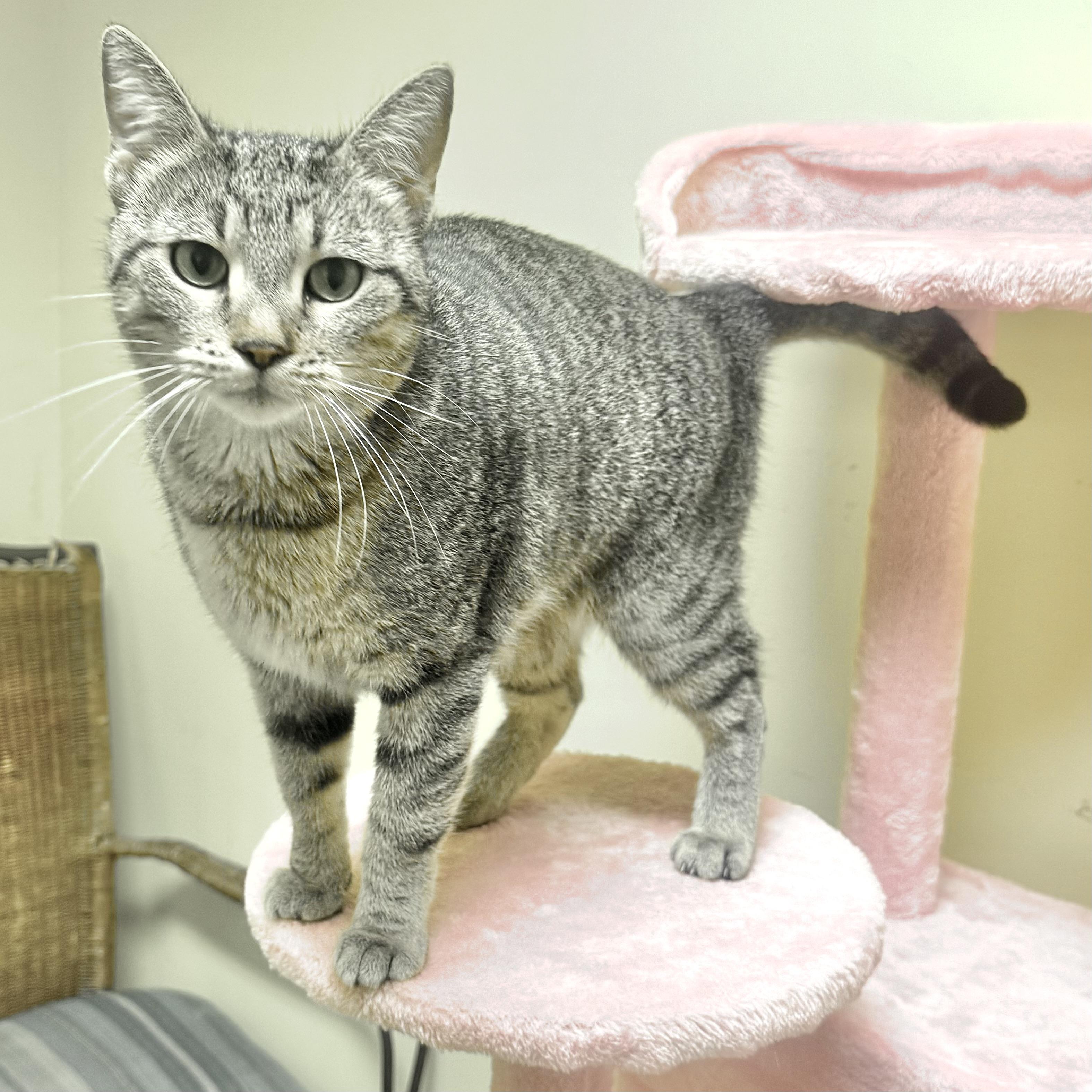 LATTE, ADOPTABLE, Adult Female Domestic Short Hair.