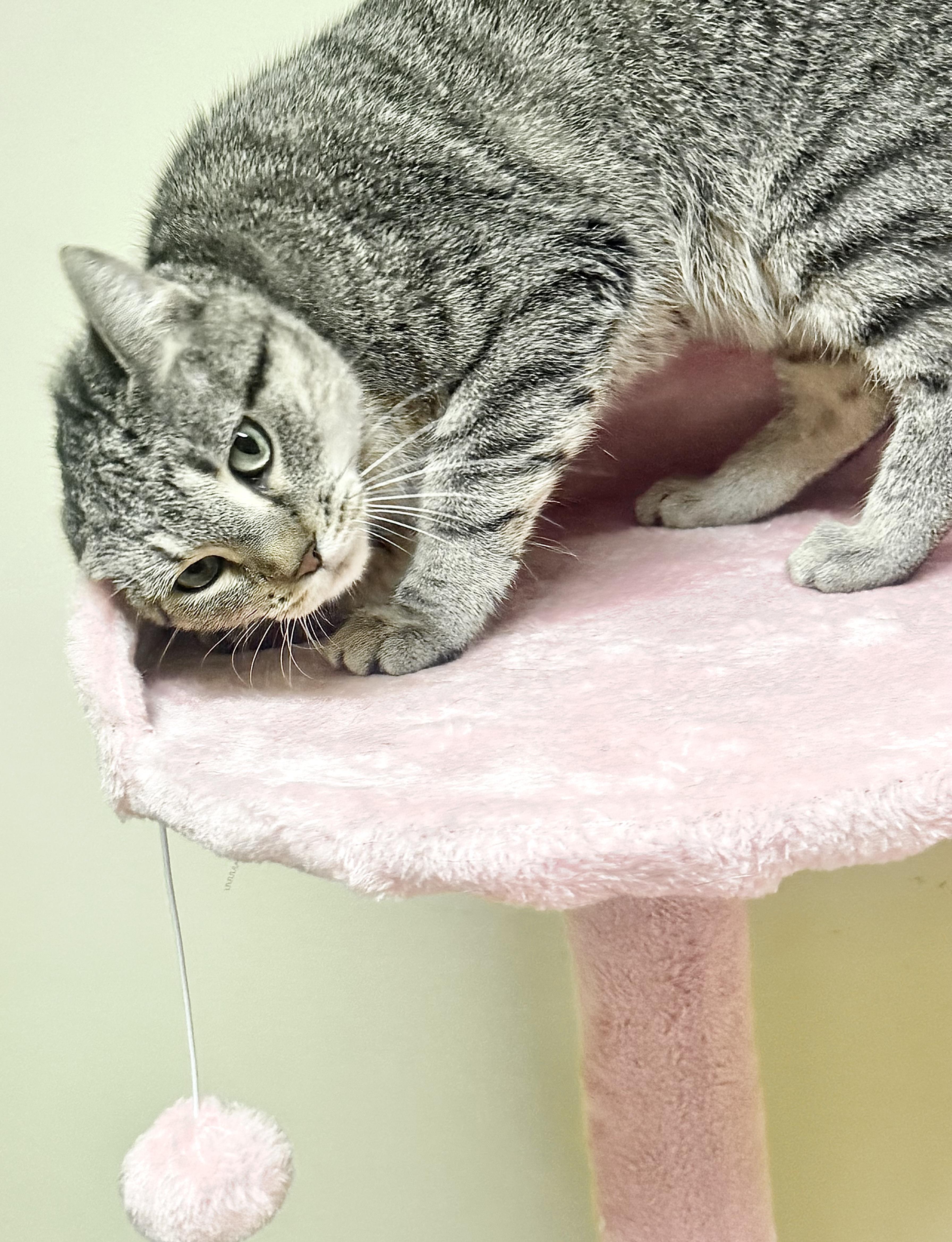 LATTE, a ADOPTABLE mixed breed in Beechbottom, WV image 3/4