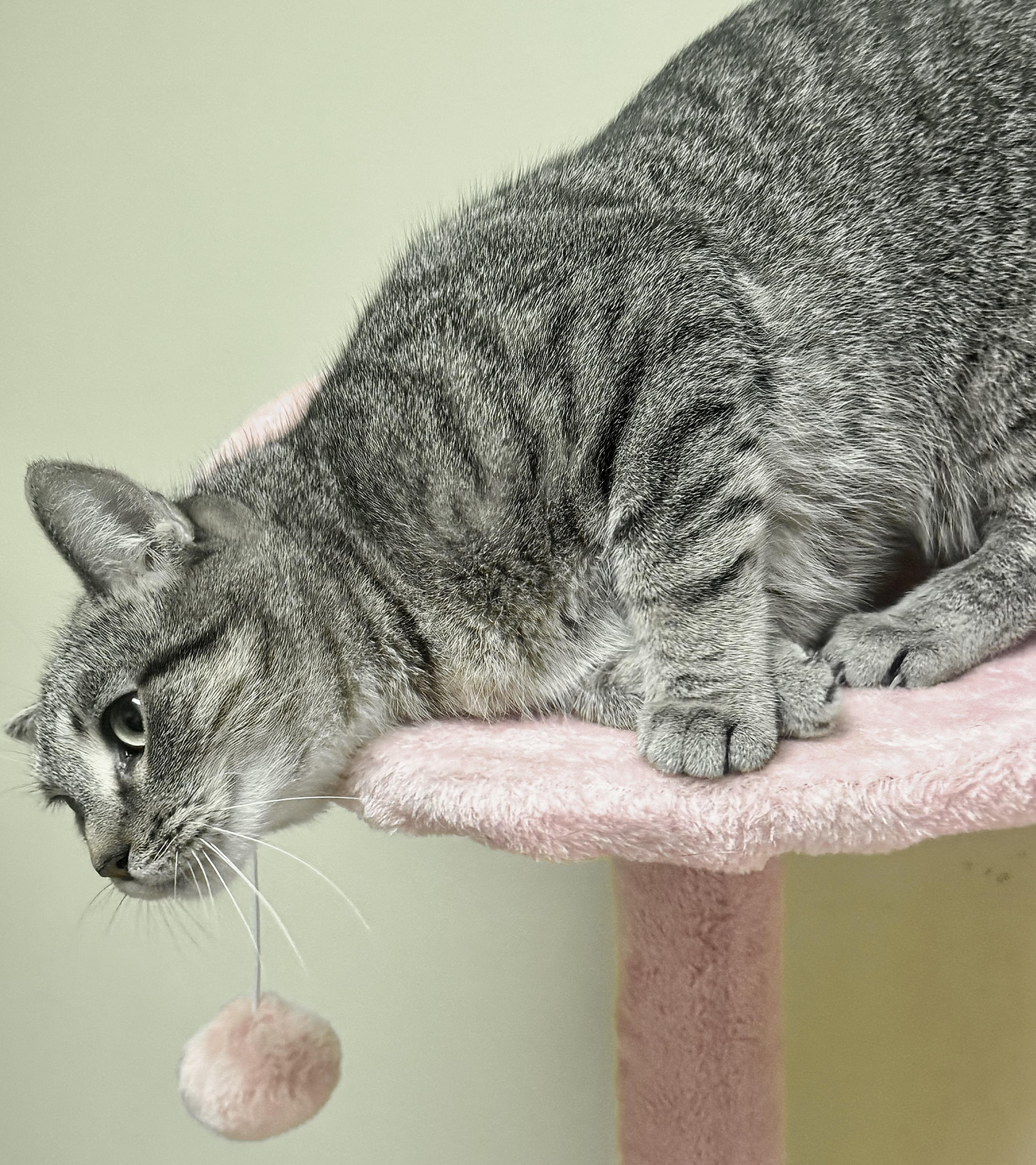 LATTE, a ADOPTABLE mixed breed in Beechbottom, WV image 2/4