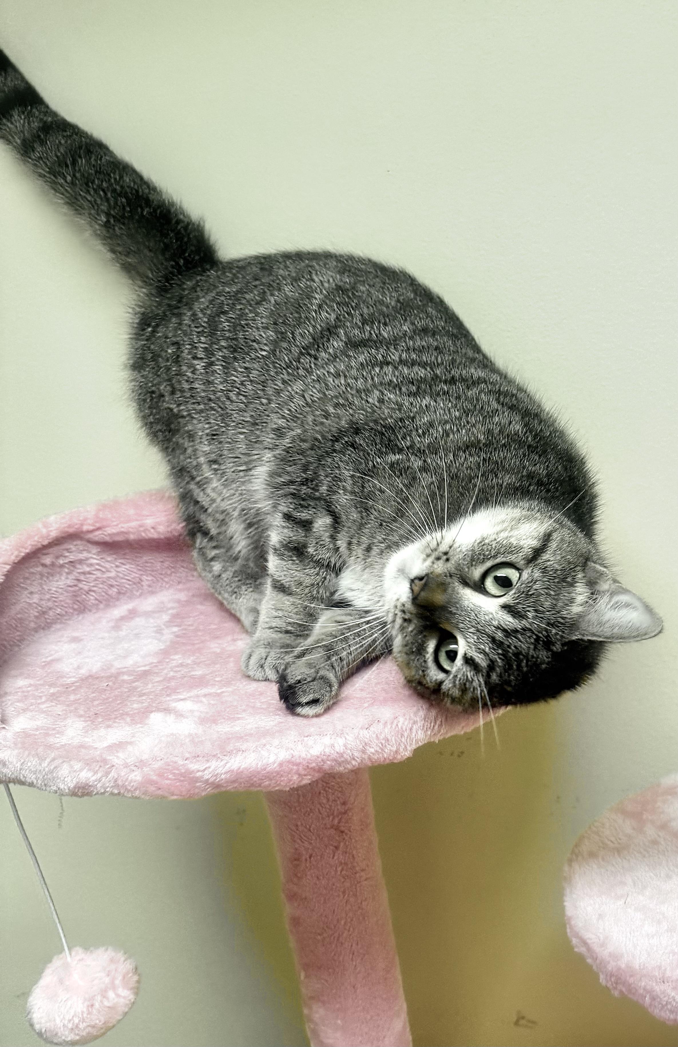 LATTE, a ADOPTABLE mixed breed in Beechbottom, WV image 4/4