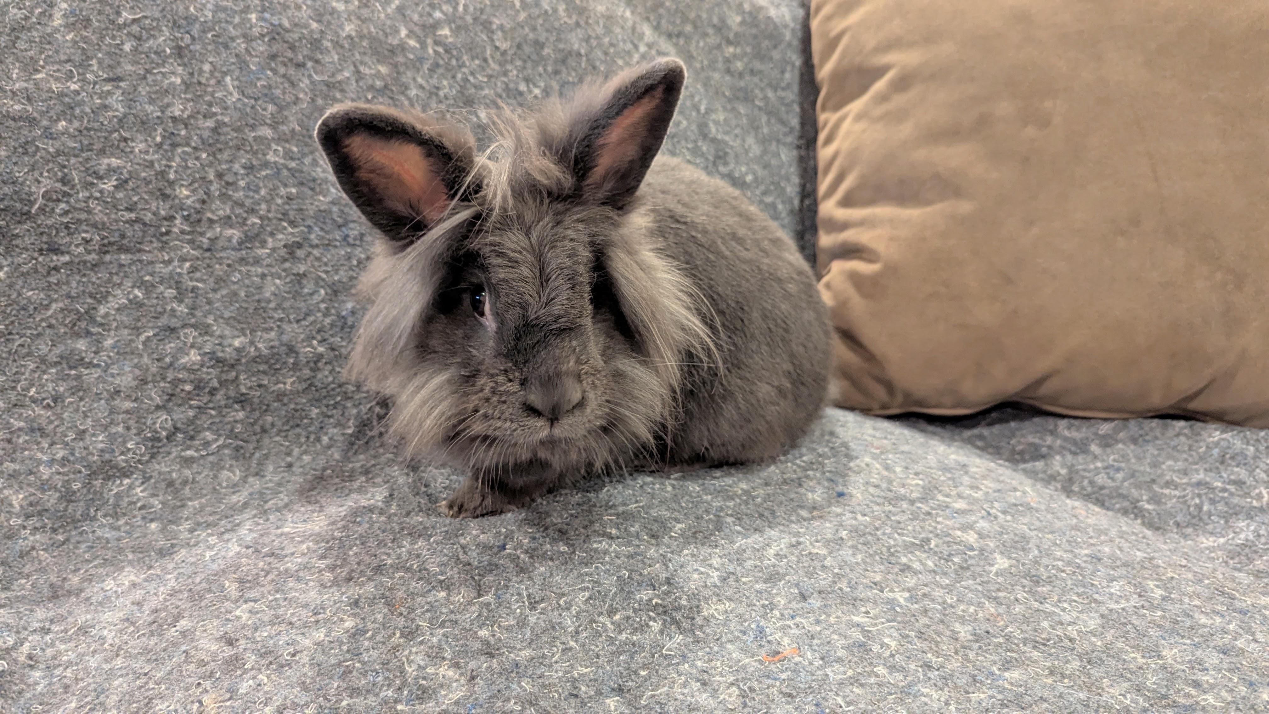 Butch, Adult Male unknown