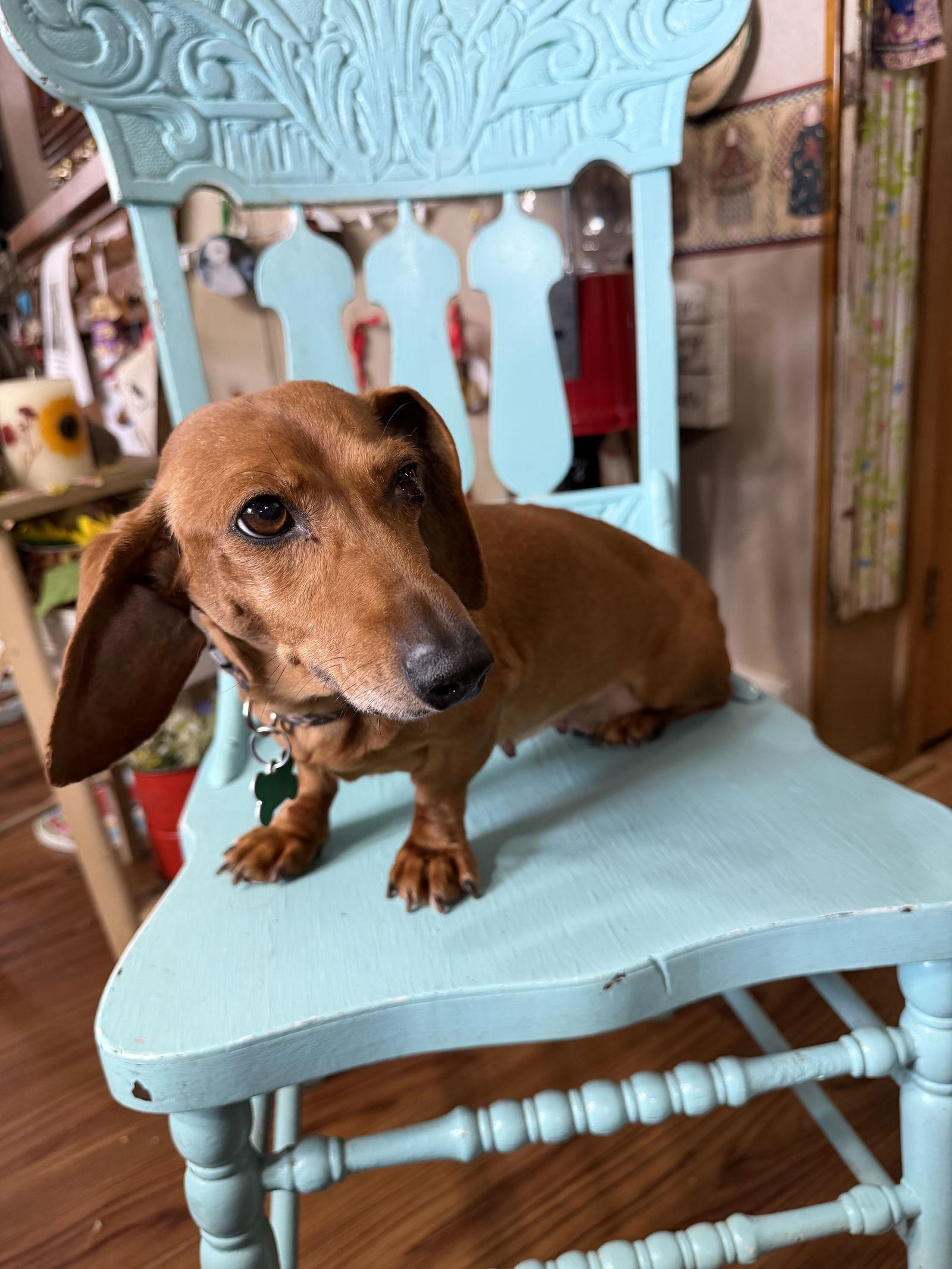 Edith, Adoptable, Senior Female Dachshund.