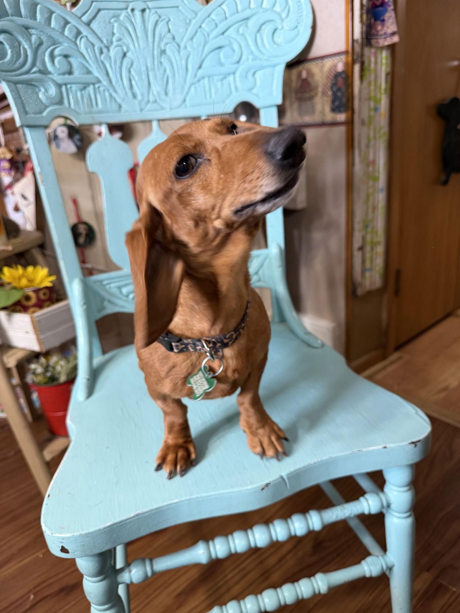 Enlarge Edith, a Adoptable Dachshund in Sioux Falls, SD image 2/3