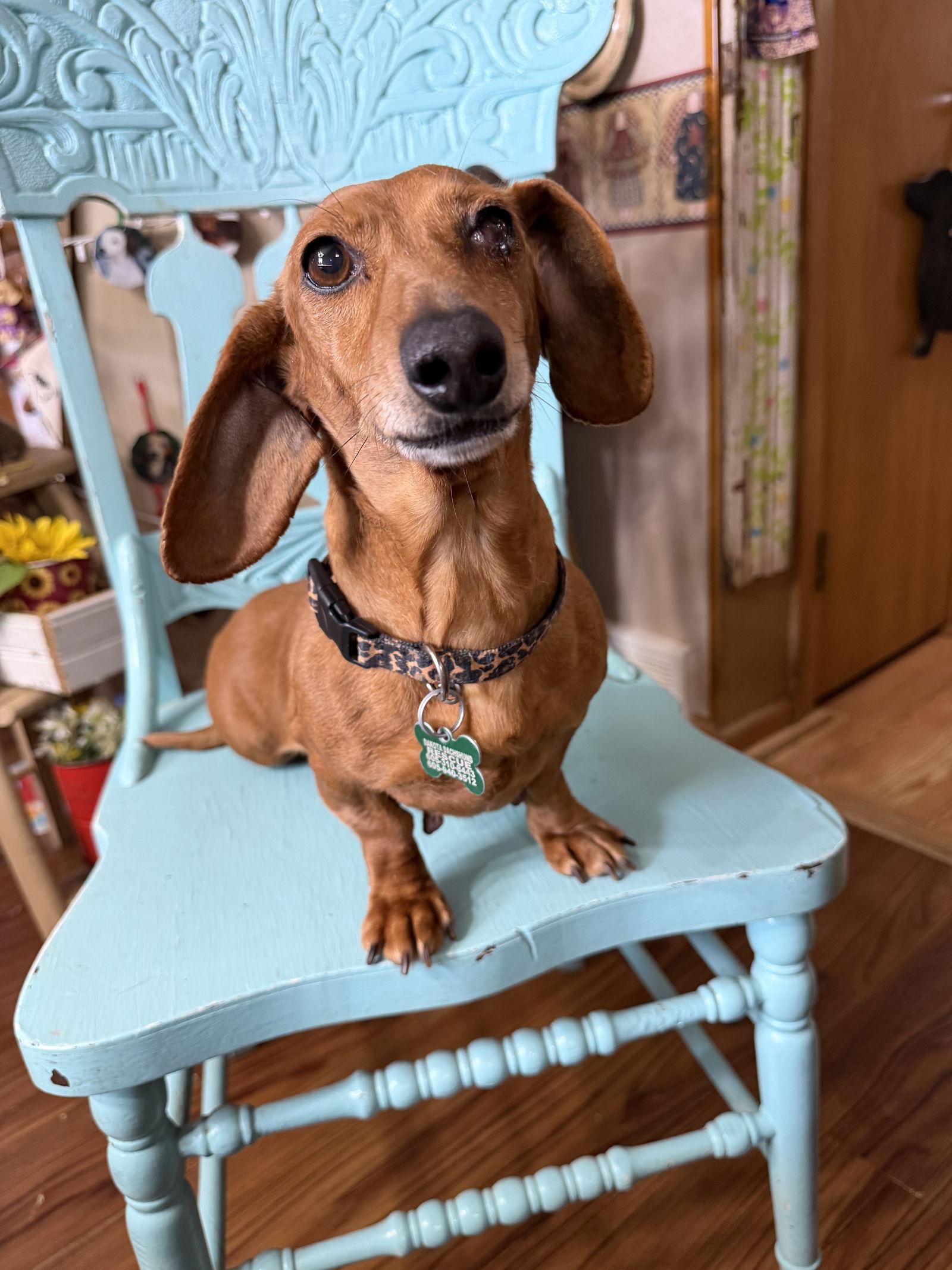 Enlarge Edith, a Adoptable Dachshund in Sioux Falls, SD image 3/3