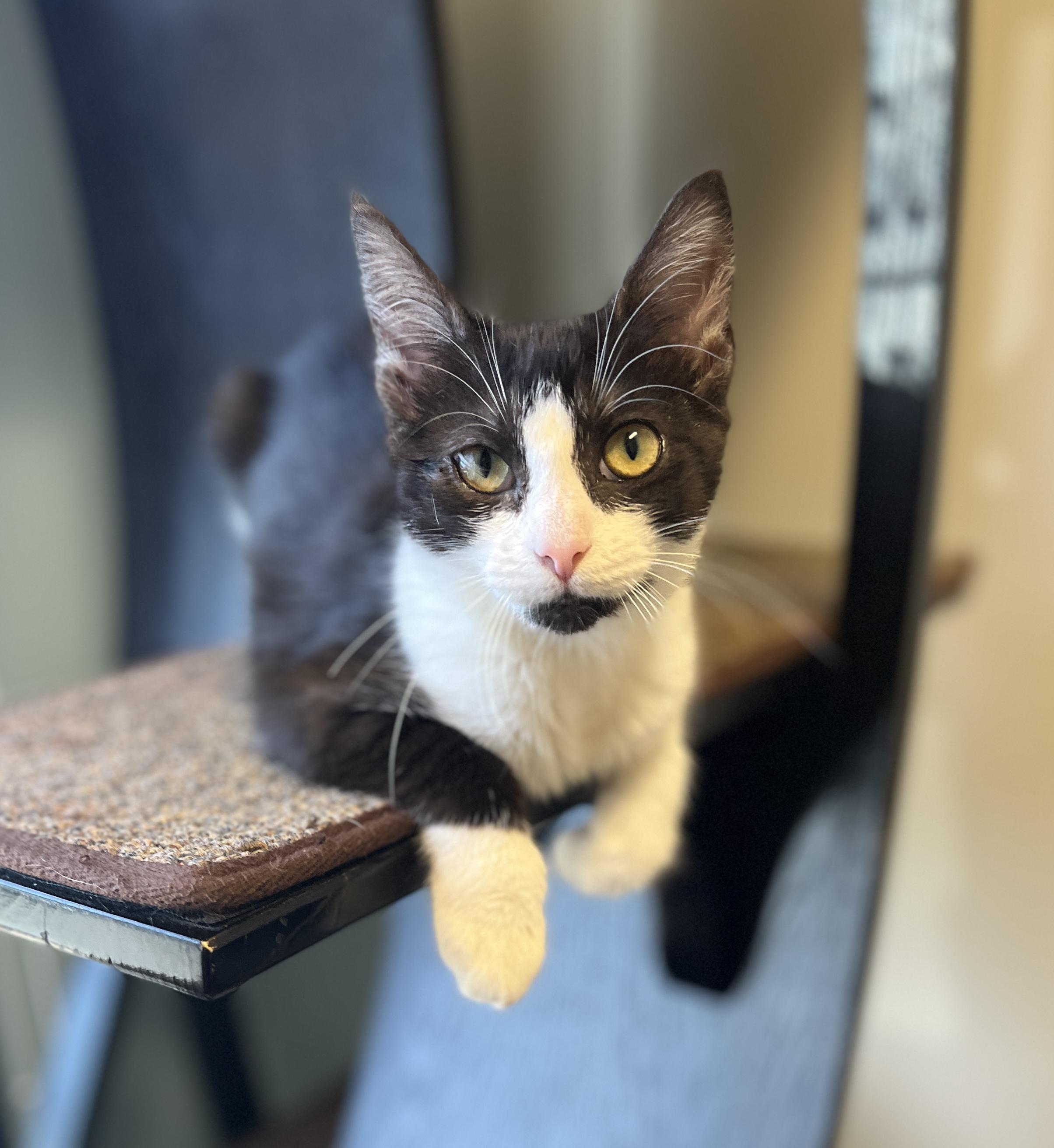 Marsha, a ADOPTABLE Domestic Short Hair in El Cajon, CA image 2/2