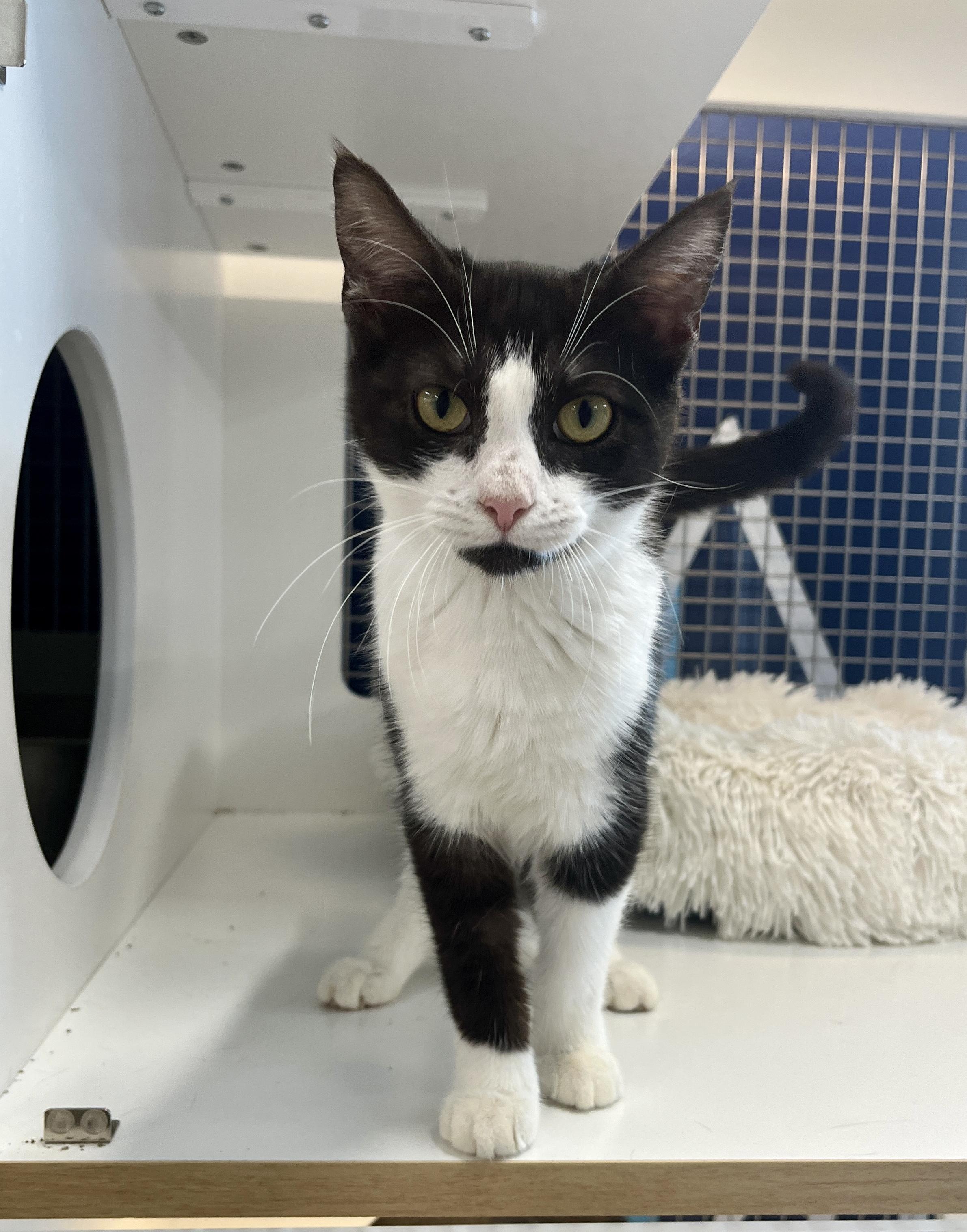 Marsha, a ADOPTABLE Domestic Short Hair in El Cajon, CA image 1/2