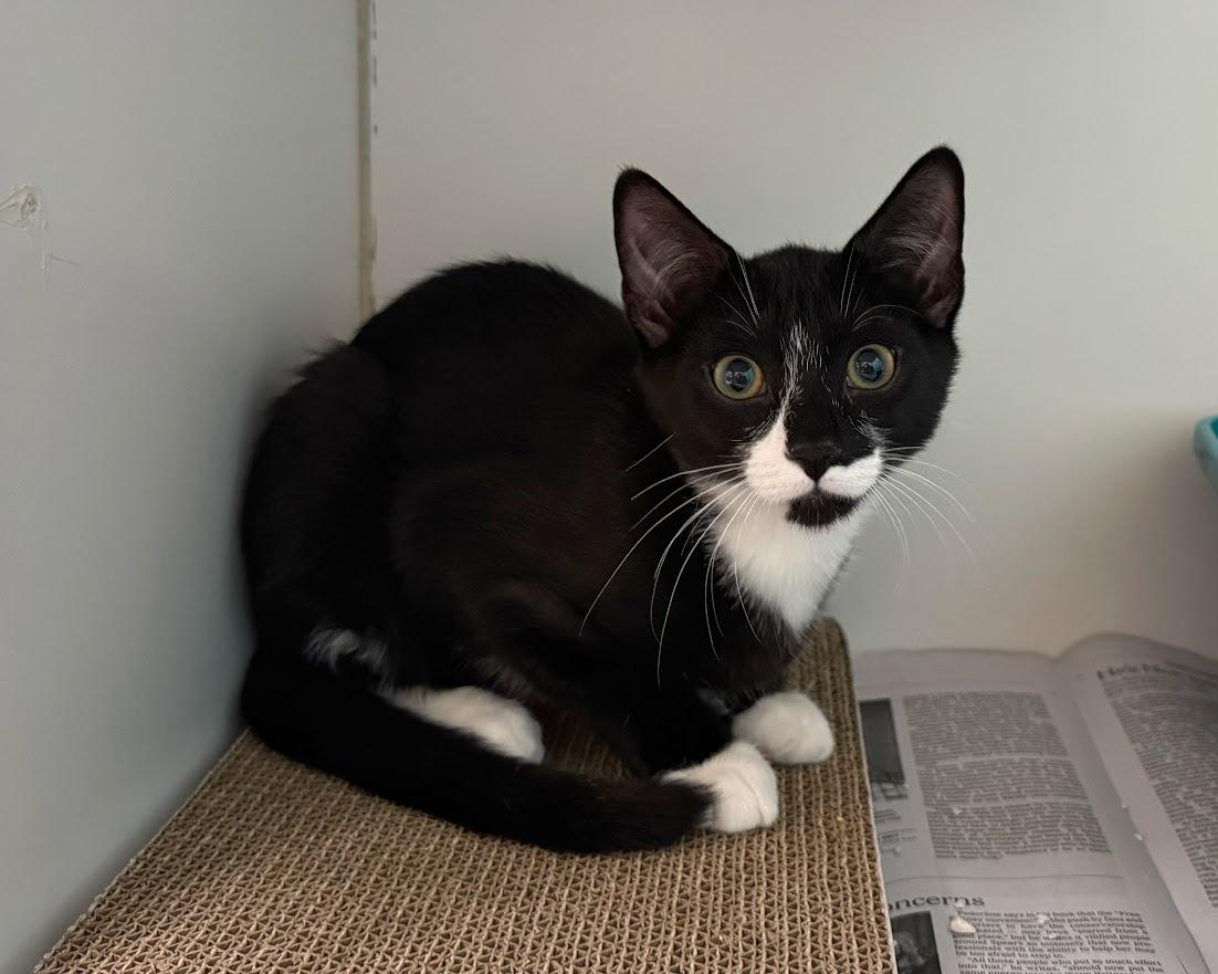 Creampuff (with sibling), a Adoptable Domestic Short Hair in Norwalk, CT image 3/3