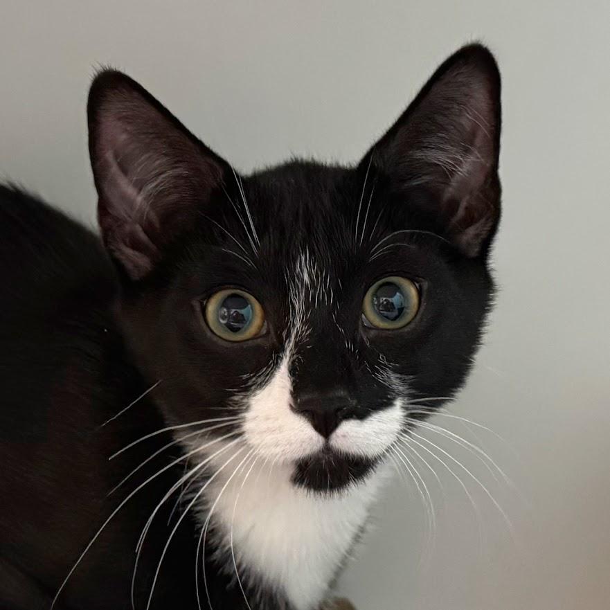 Creampuff (with sibling), Adoptable, Kitten Female Domestic Short Hair.