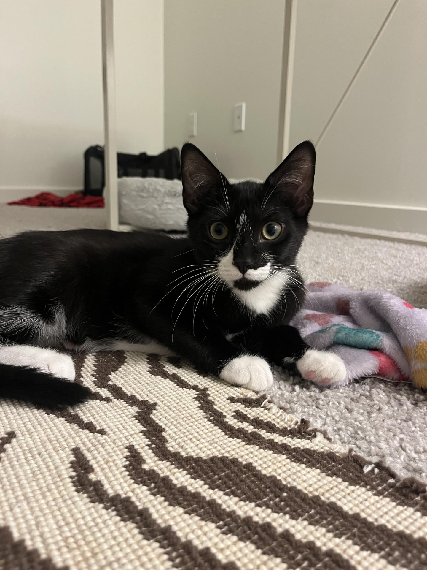 Creampuff (with sibling), a Adoptable Domestic Short Hair in Norwalk, CT image 2/3