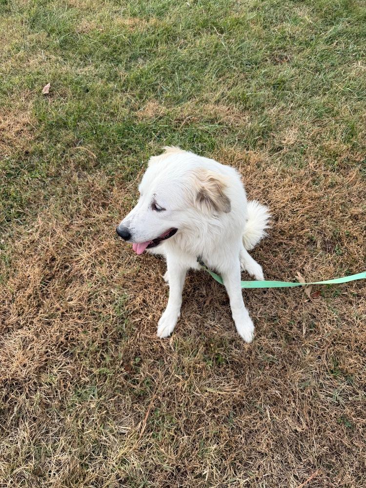 Adeline, Adoptable, Young Female Great Pyrenees.