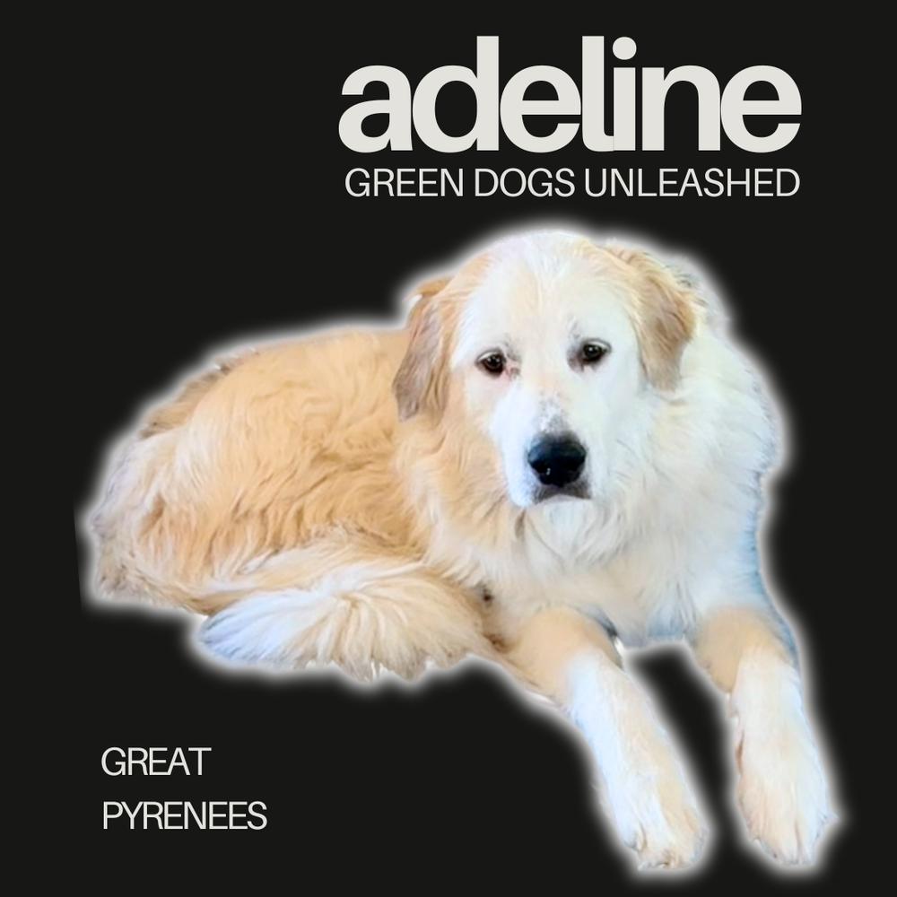 Enlarge Adeline, a Adoptable Great Pyrenees in Troy, VA image 2/6