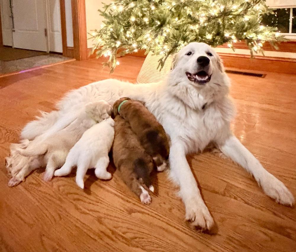Enlarge Adeline, a Adoptable Great Pyrenees in Troy, VA image 3/6