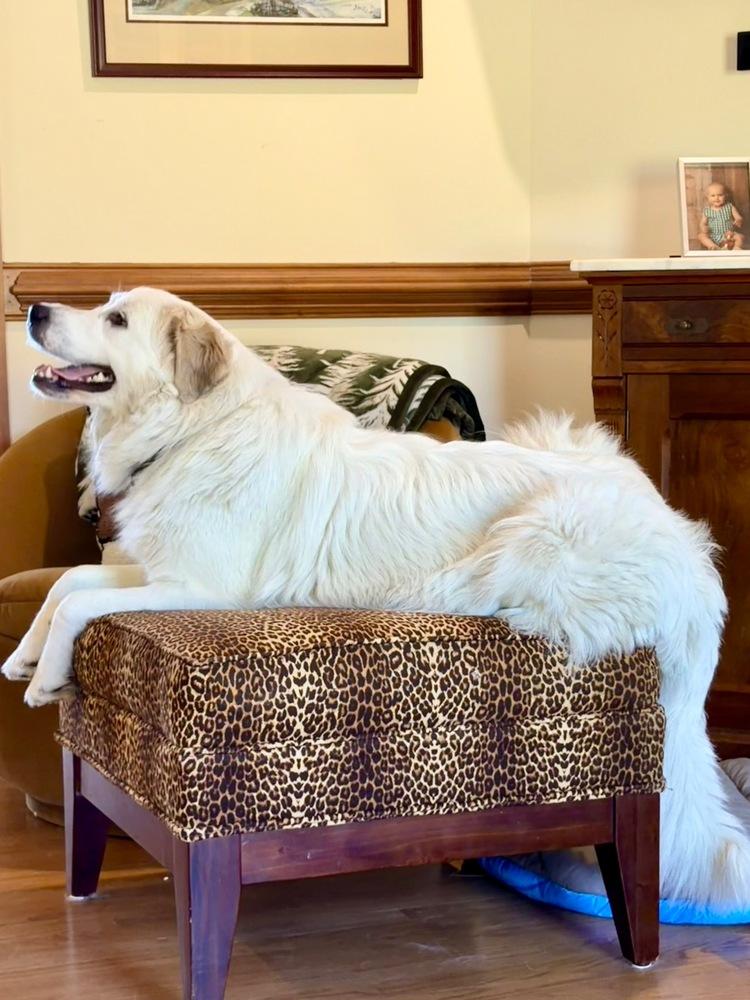 Enlarge Adeline, a Adoptable Great Pyrenees in Troy, VA image 4/6