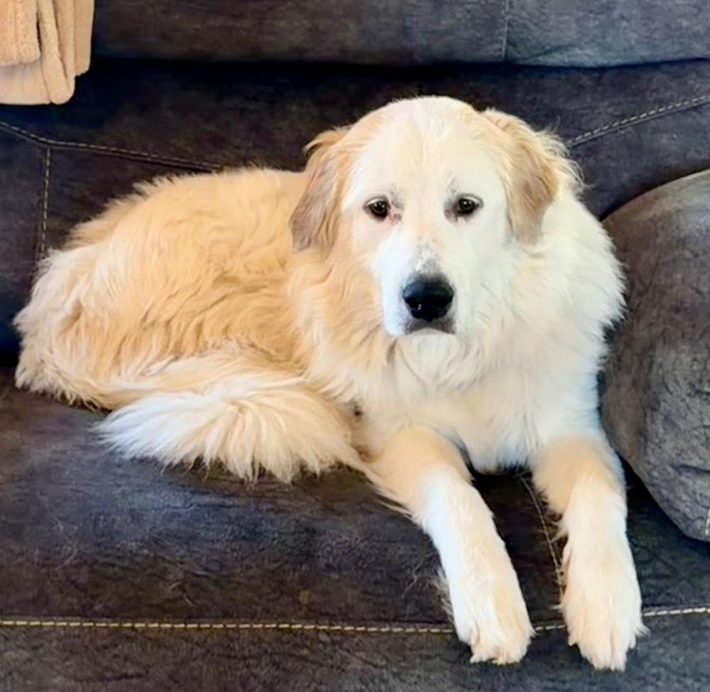 Enlarge Adeline, a Adoptable Great Pyrenees in Troy, VA image 5/6