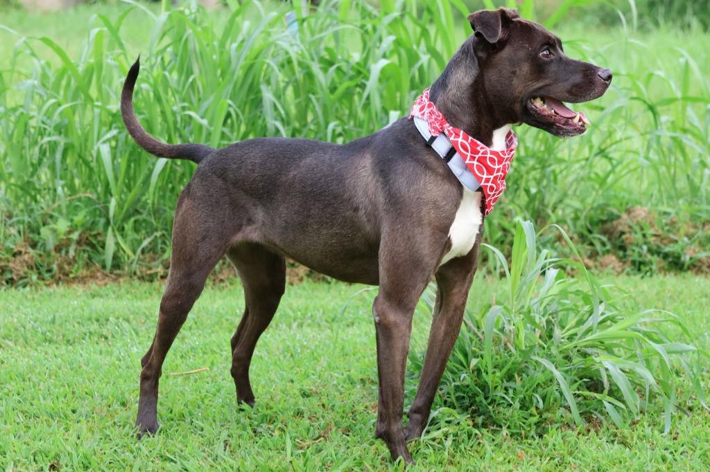 AZULA, Adoptable, Adult Female Mixed Breed.
