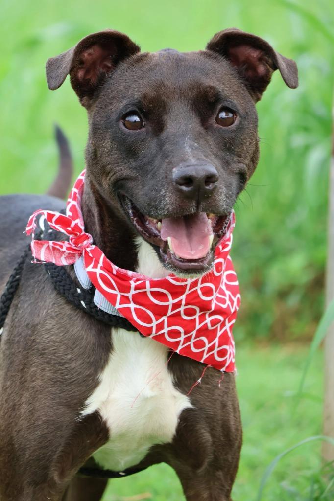 Enlarge AZULA, a Adoptable mixed breed in Columbia, TN image 2/5