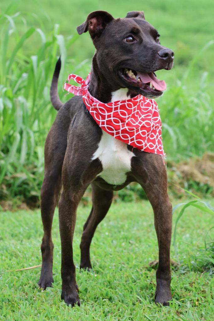 Enlarge AZULA, a Adoptable mixed breed in Columbia, TN image 3/5