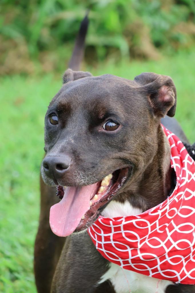 Enlarge AZULA, a Adoptable mixed breed in Columbia, TN image 4/5