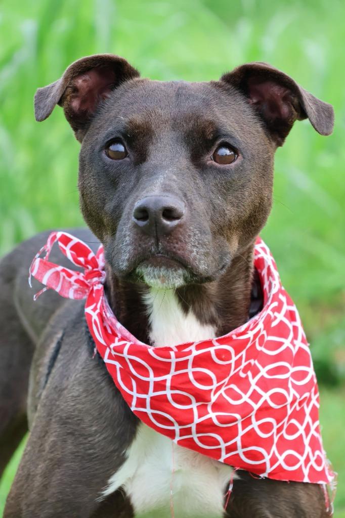 Enlarge AZULA, a Adoptable mixed breed in Columbia, TN image 5/5