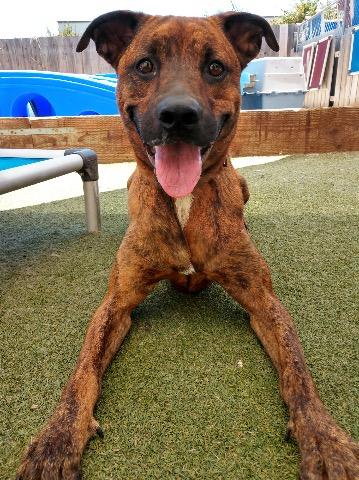 Brinkmann, Adoptable, Adult Male Boxer & Plott Hound.