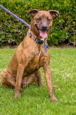 Brinkmann, a Adoptable mixed breed in San Diego, CA image 2/3