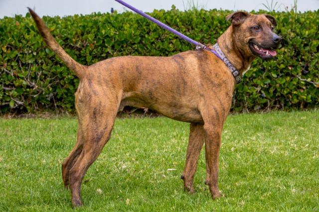 Enlarge Brinkmann, a Adoptable mixed breed in San Diego, CA image 3/3