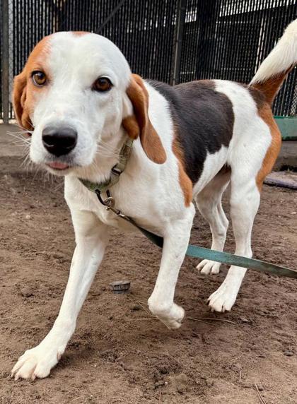Zion, Adoptable, Adult Male Hound & Mixed Breed.