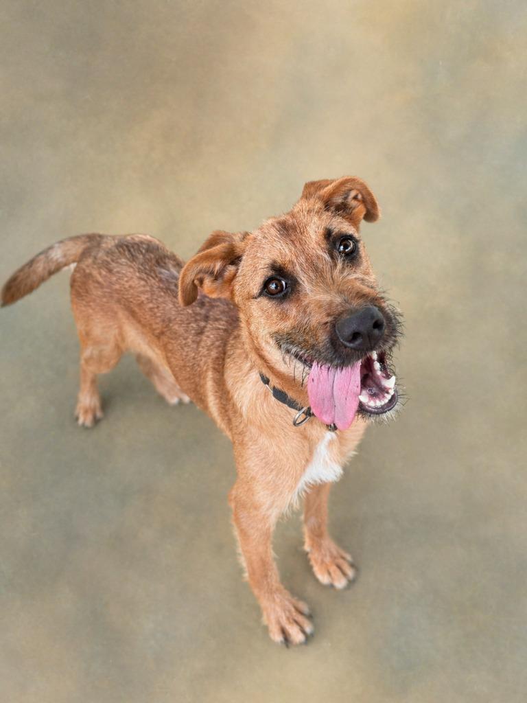 Pesto, Adoptable, Young Male Wirehaired Terrier.