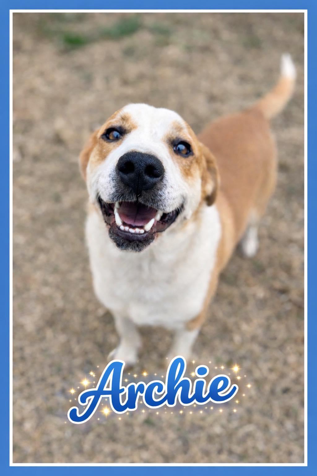 Enlarge Archie, a ADOPTABLE mixed breed in Bowie, TX image 1/1