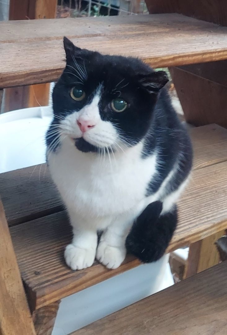 Shrinky Dink, Adopted, Adult Male Tuxedo & Domestic Short Hair.