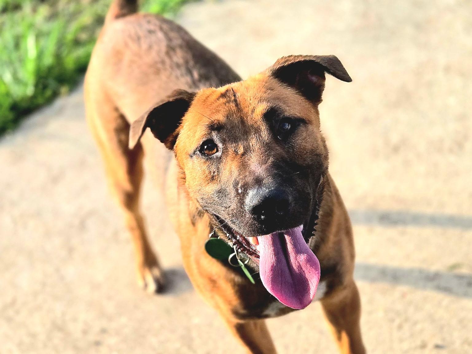 Meet Zeus  The Silly Goose with Springs for Legs Looking for a dog with Olympic-level hops and a h