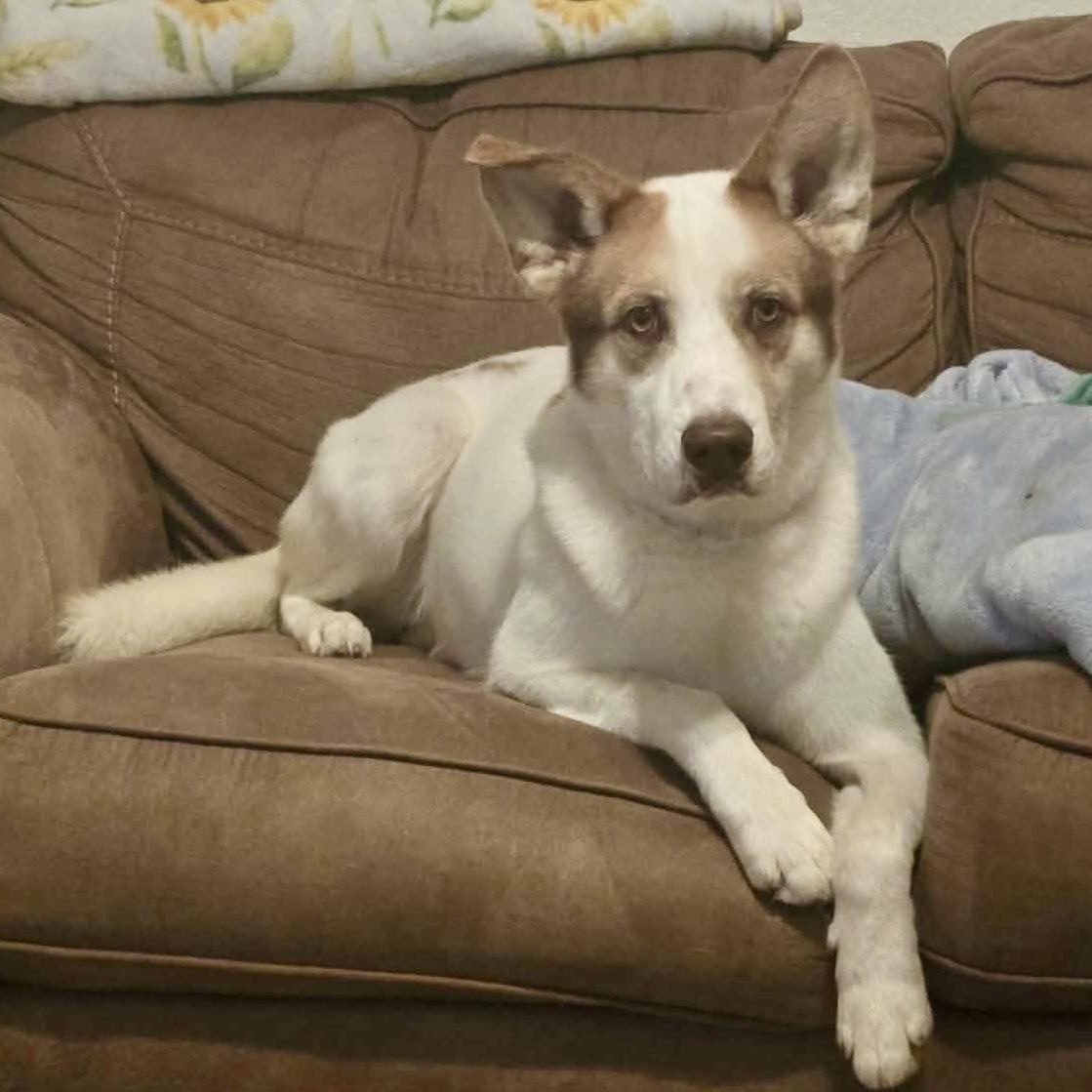 Enlarge Keanu, a Adoptable mixed breed in Latham, NY image 6/6