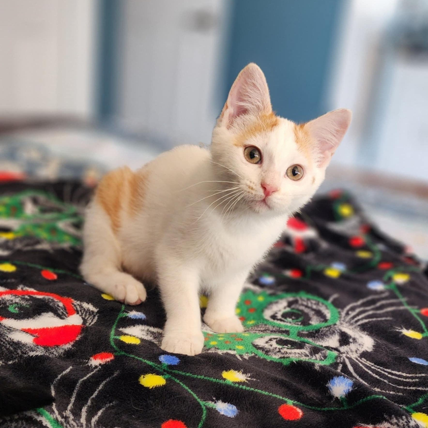 Cheddar, Adoptable, Kitten Male Domestic Short Hair.
